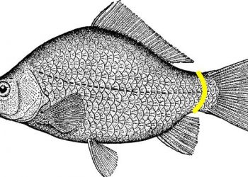 Цар Јозин шаран