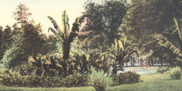 Aleja palmi u Topčiderskom parku