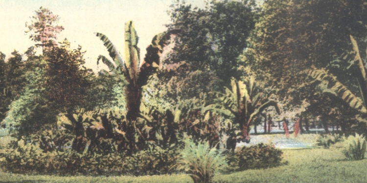 Aleja palmi u Topčiderskom parku