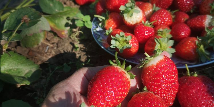 Najluđa bašta u gradu